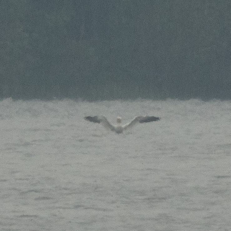Northern gannet